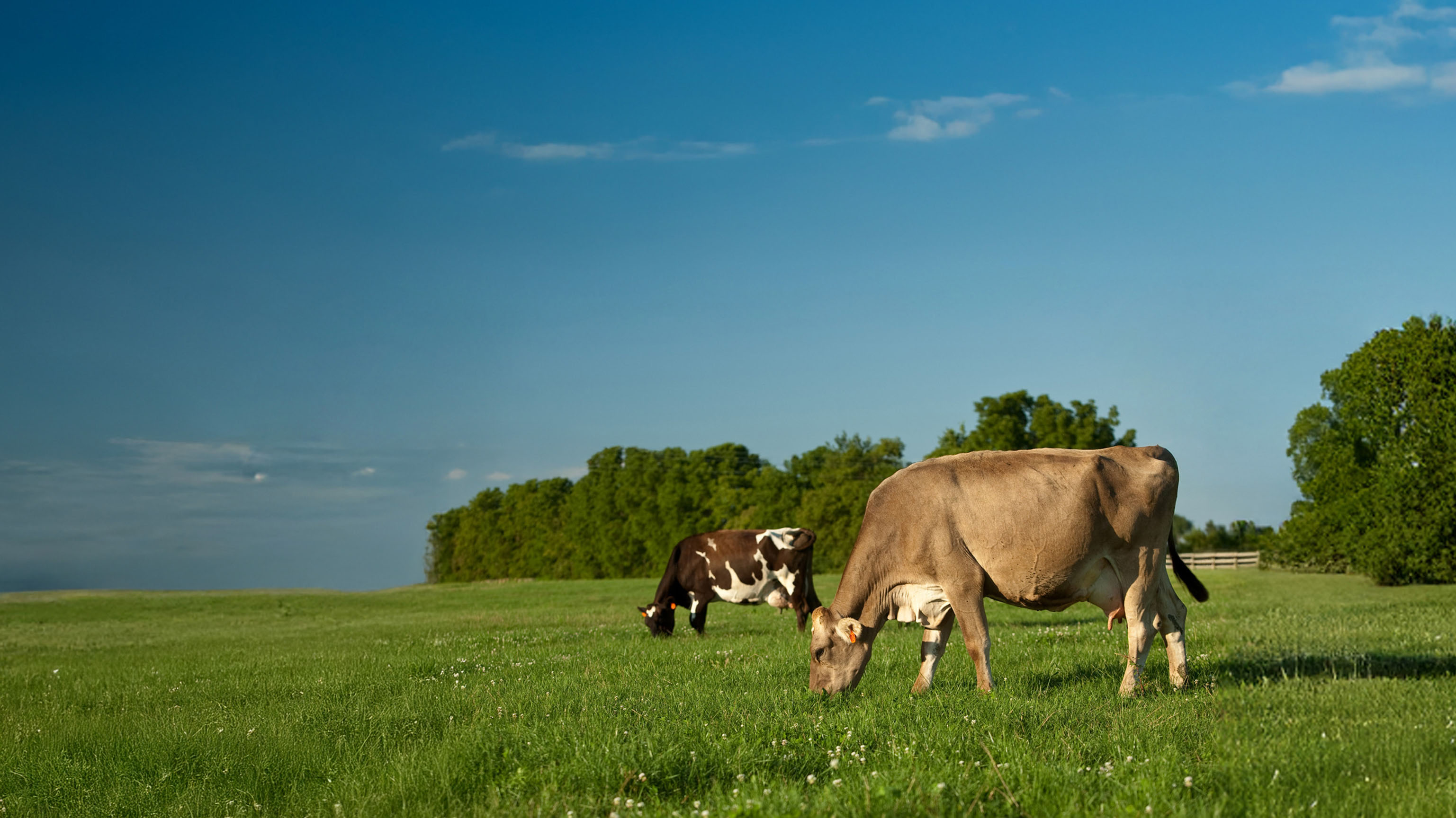 Farm Fresh