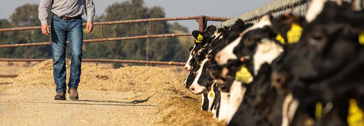 man observing cows