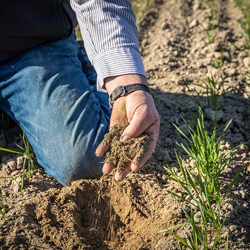 farmer checking the soil