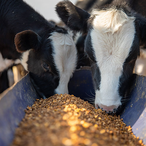 cows eating feed