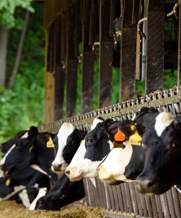 people walking next to cows