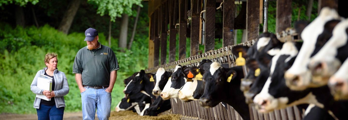 people walking next to cows