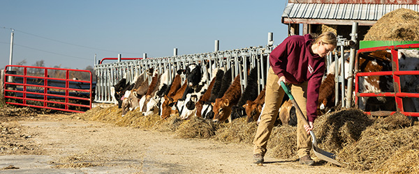 How does dairy farming work? There's more to dairy farming than milking cows