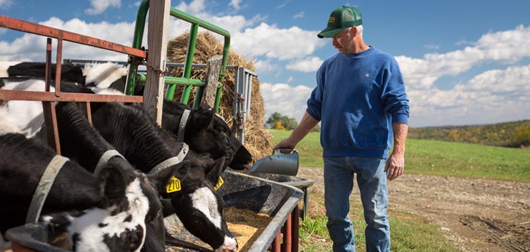 farmer feeding cows