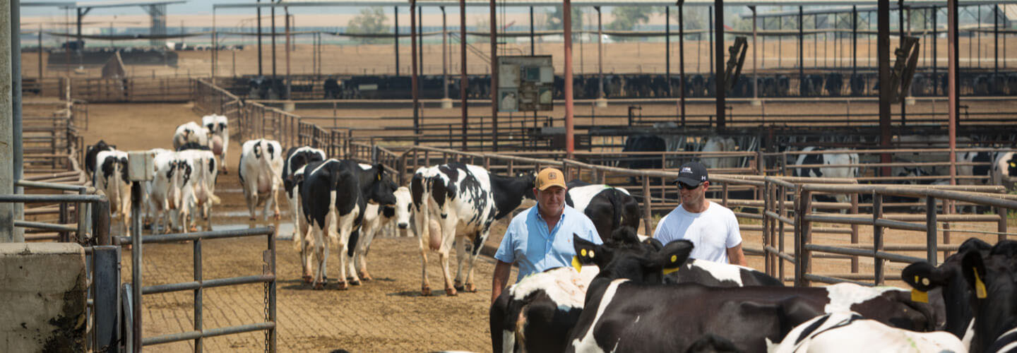 Farmers in cow pens