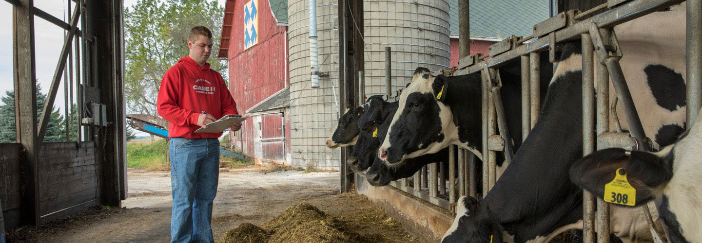 Man checking cows