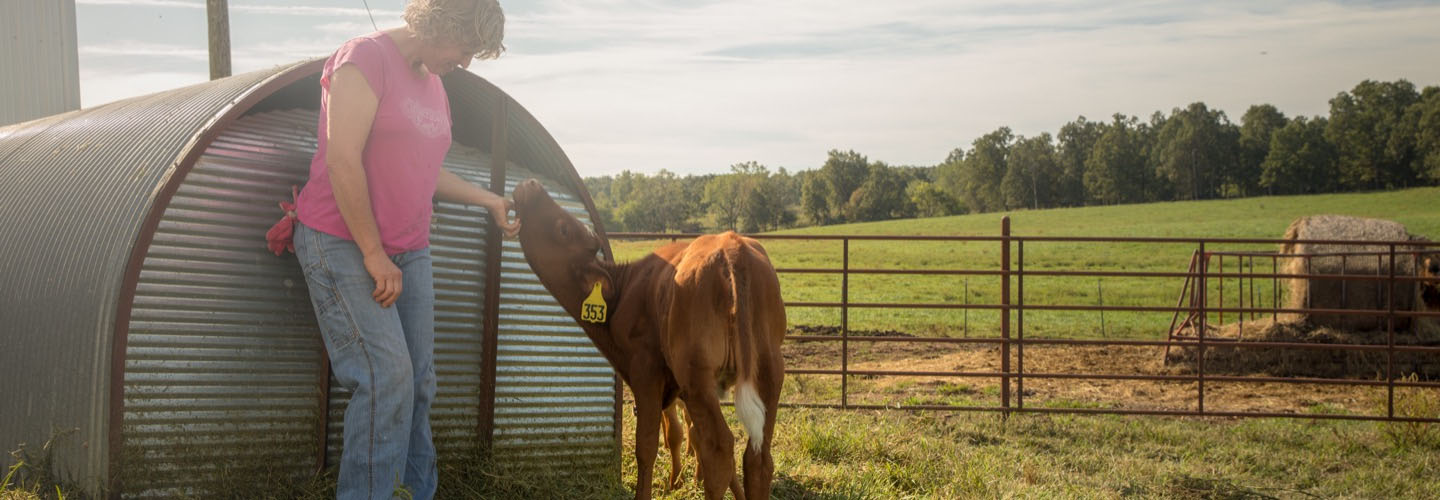 Woman scratching cows