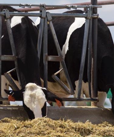 Cows eating