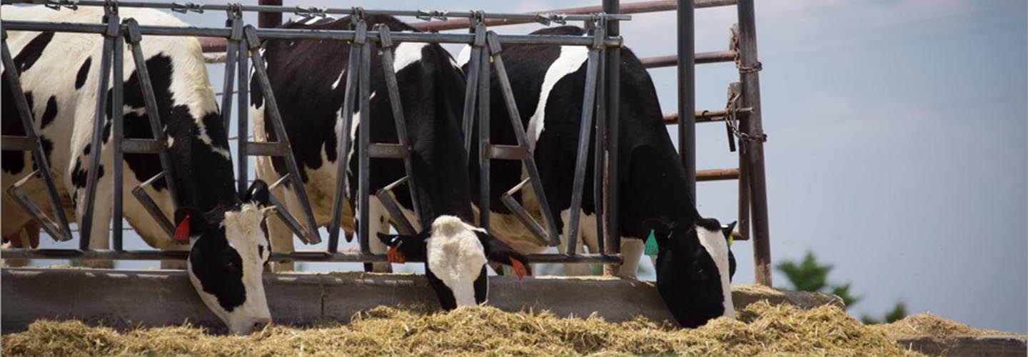 Cows eating
