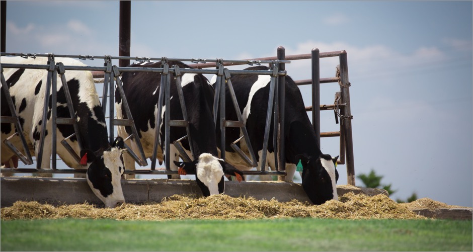 Cows feeding