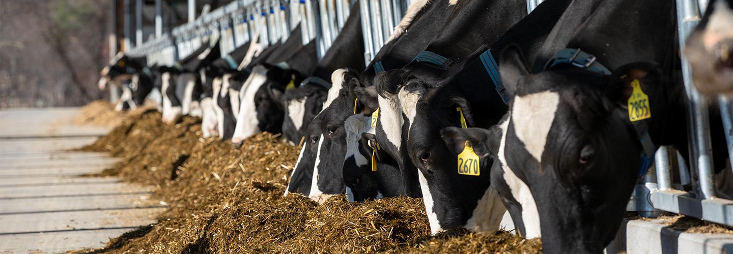 Fairholm Farm cows