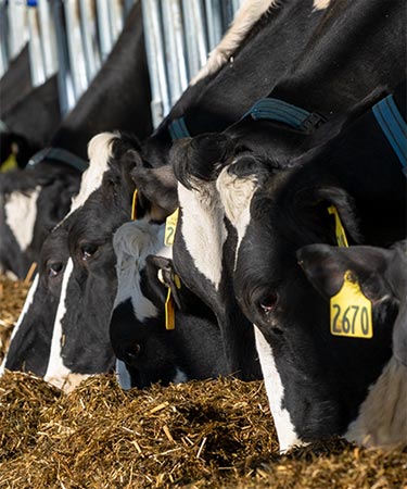 Fairholm Farm cows