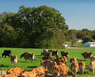 Cows in pasture