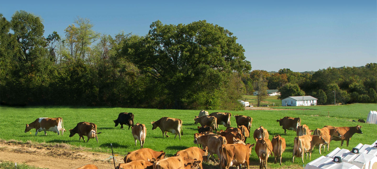 Cows in pasture