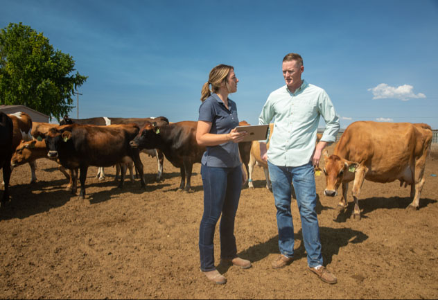 Farmers with cows