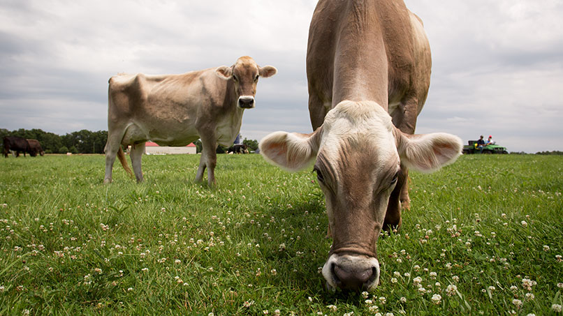 GunterFarms_0030_806x453px.jpg