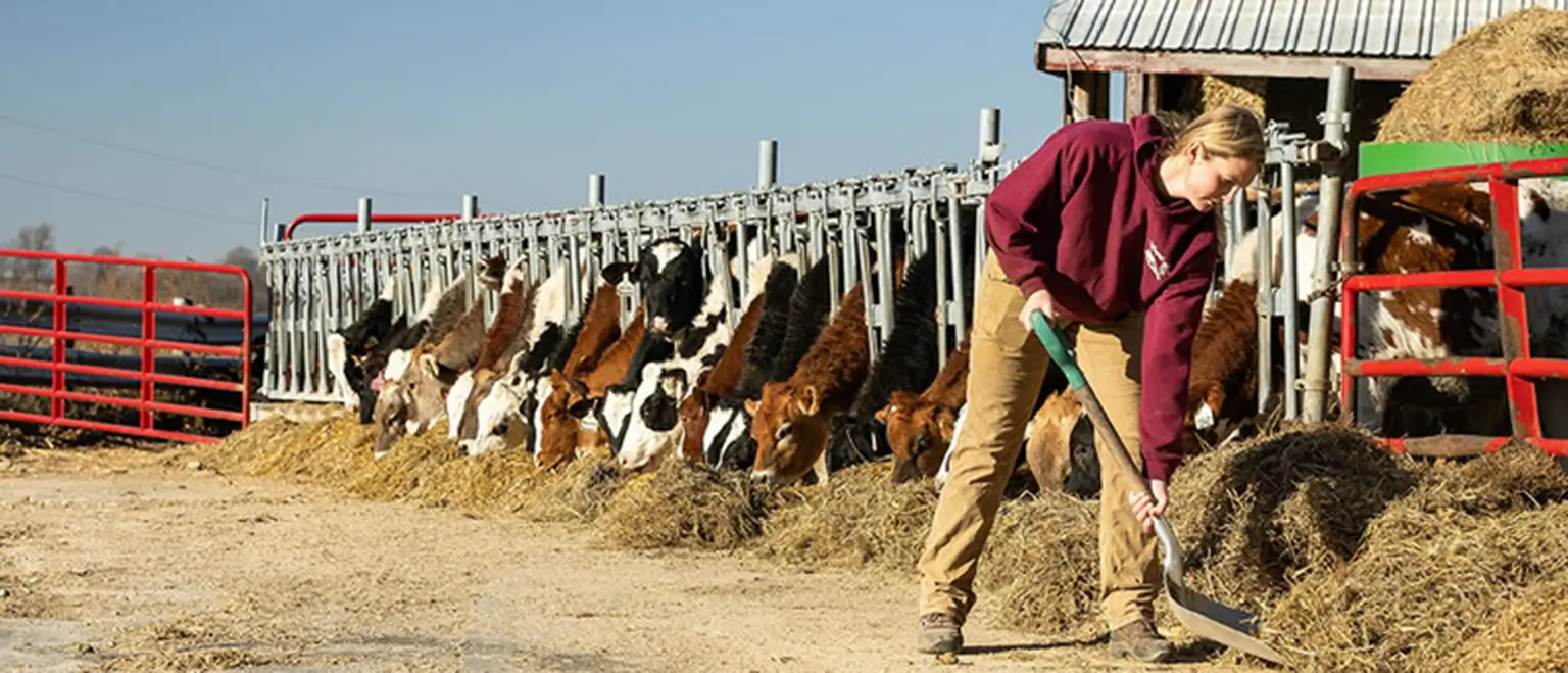 How does dairy farming work? There's more to dairy farming than milking cows