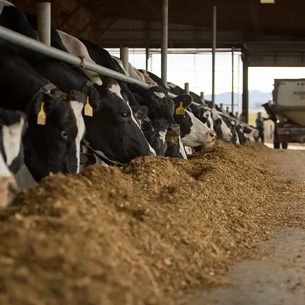 Dairy Farmers of America Purchases First Verified Carbon Credits in Livestock Inset Marketplace