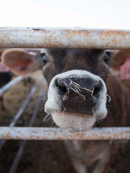 Tending the cows means constant care and DFA farmer-owners are there for every nose nudge and hay-flecked “hello”. 