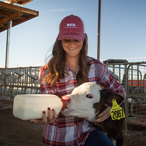 Caring for the calves