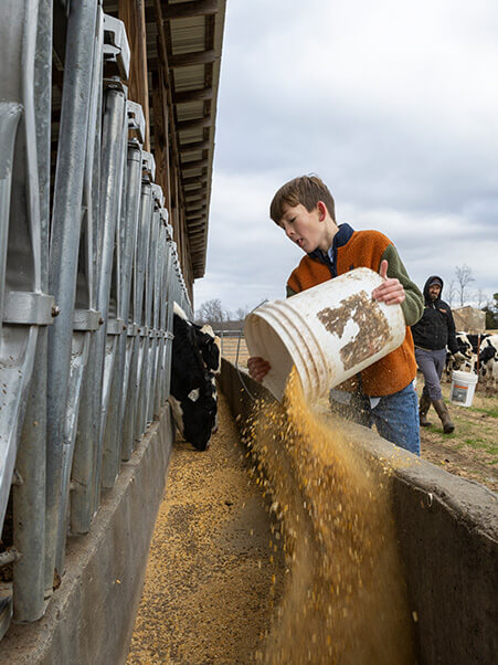 Keeping the cows fed is a big chore. Dairy cows can eat about 100 pounds of feed a day!