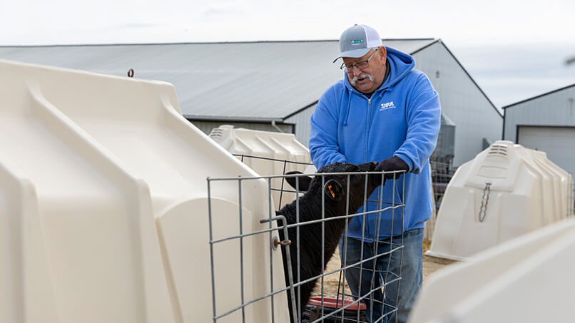 A man tends to a young calf on a dairy farm.
