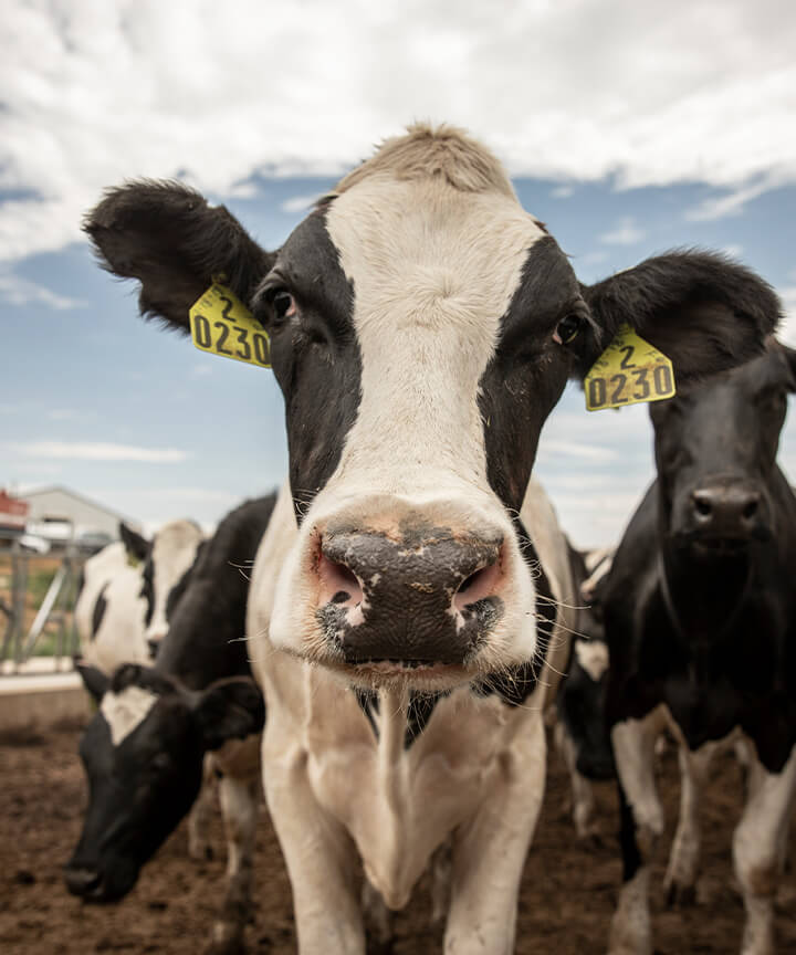 DFA farmer-owners have full access to myDFA, a personalized tool offering lab results, payment statements, resources, and industry news. As a one-stop information source, myDFA is a valuable resource in their day-to-day decision making.