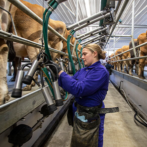 Milking and feeding the cows