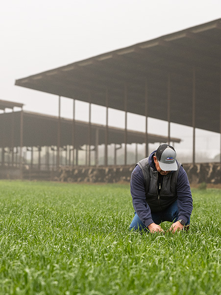 Healthy soil starts with what’s planted between the rows. Dairy farmers use cover crops to reduce erosion, improve soil structure and nutrients, and replenish fields over winter, part of their long-term commitment to sustainable agriculture.