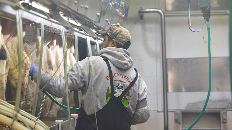 Milking