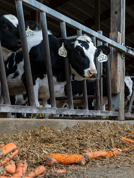 What might go to waste gets put to good use. Dairy farmers upcycle food byproducts that would otherwise head to the landfill as feed for their cows. 