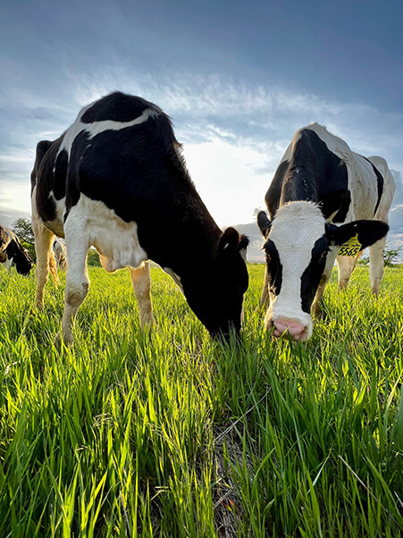 Some dairy cows enjoy seasonal grazing, usually in the spring, summer, or early fall.