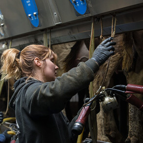 One last milking