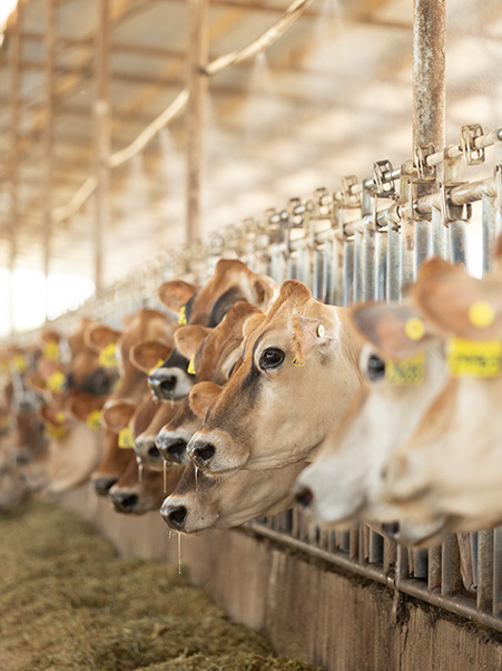 Dairy farmers make every drop count by safely capturing and reusing water for tasks like cooling cows, cleaning barns, and watering crops. 